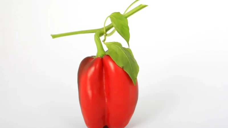 Péče a pěstování rajčatové papriky