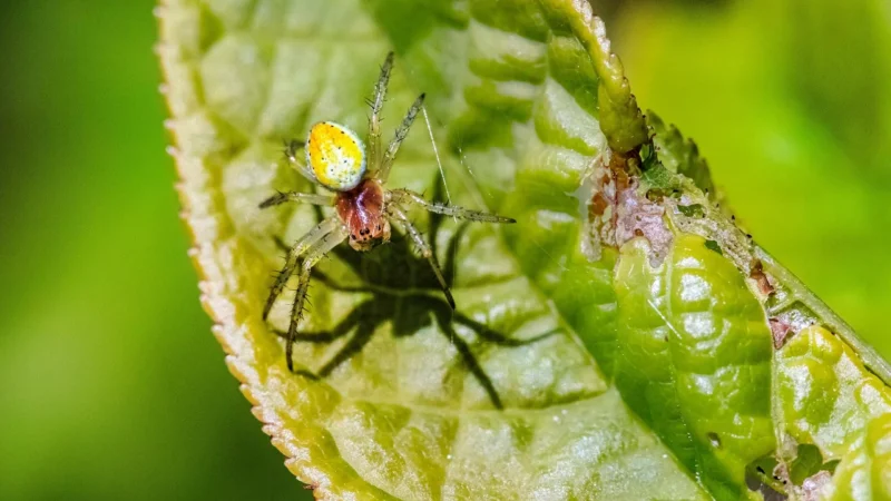 Peronospora jak ji rozpoznat a jak bojovat
