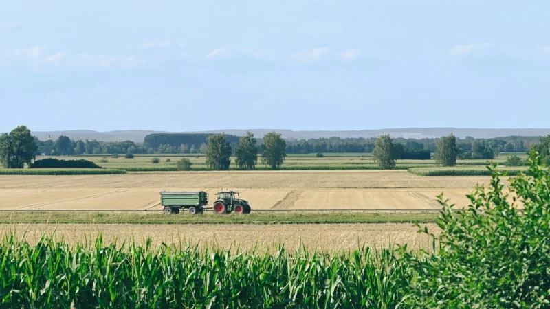 Pěstování krmné kukuřice základní pravidla