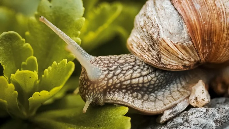 Postřik proti kadeřavosti jak funguje a kdy jej používat